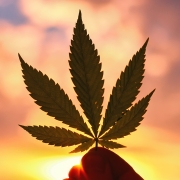 large cannabis leaf held up to sky with setting sun in background